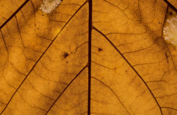 Maple Leaf Leaf Veins — Stock Photo, Image