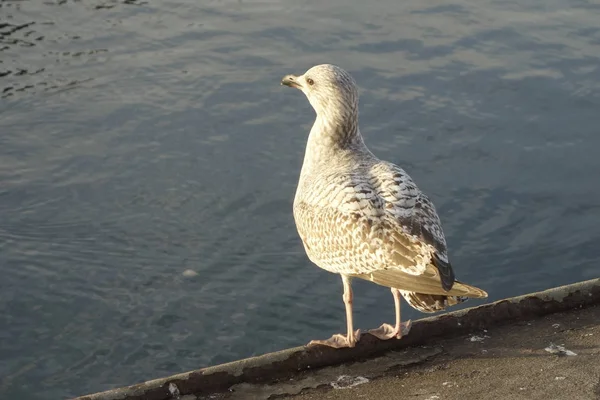 Vue Panoramique Magnifique Oiseau Mouette Mignon — Photo