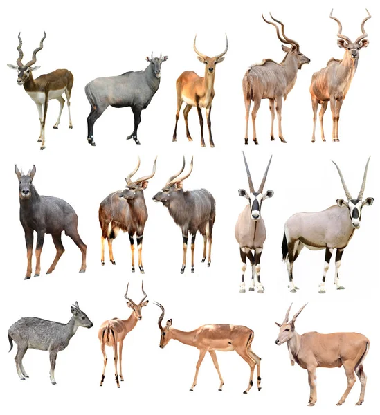 Sammlung Männlicher Antilopen Isoliert Auf Weißem Hintergrund — Stockfoto