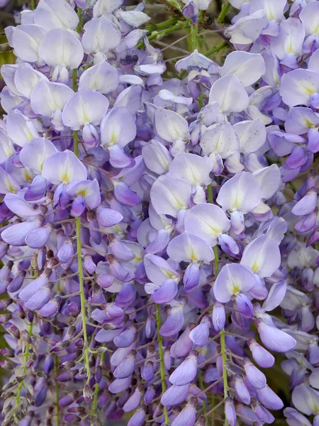 Wisteria Blauwe Regen Wisteria Wisteria Wisteria Wisteria Wisteria Bloemen Sierplanten — Stockfoto