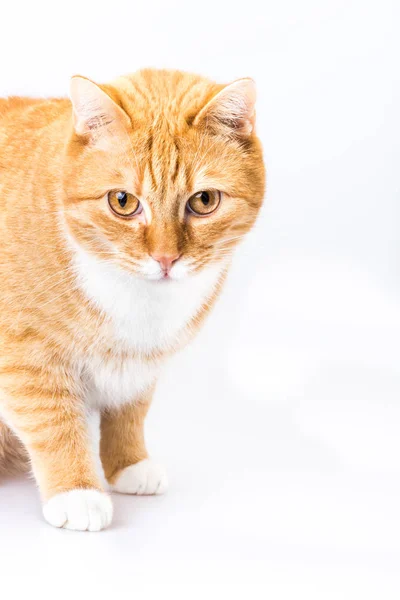 Lucu Dan Lucu Kucing Hewan Atau Hewan Peliharaan Konsep — Stok Foto