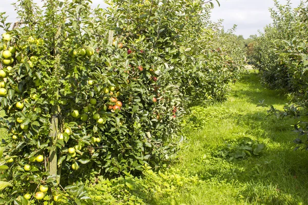 Manzanas Rama Manzano — Foto de Stock