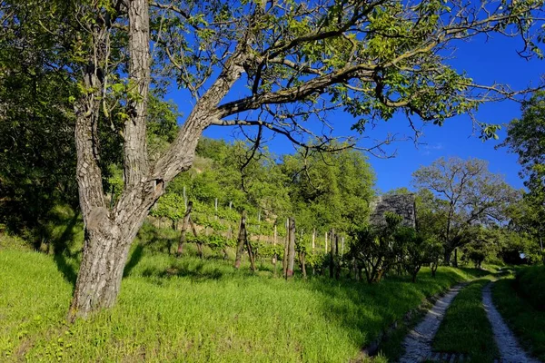 Plantación Viñedos Agricultura — Foto de Stock