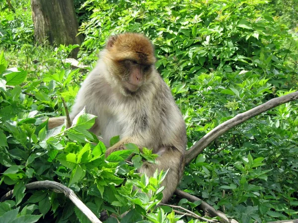 Opice Primát — Stock fotografie