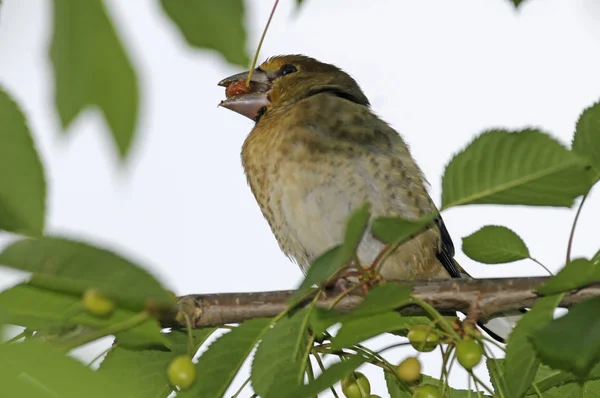 Coccothraustes Coccothraustes Jonge Tandsnavel Jonge Bijter Jong Coccothraustes Vogel Zangvogel — Stockfoto