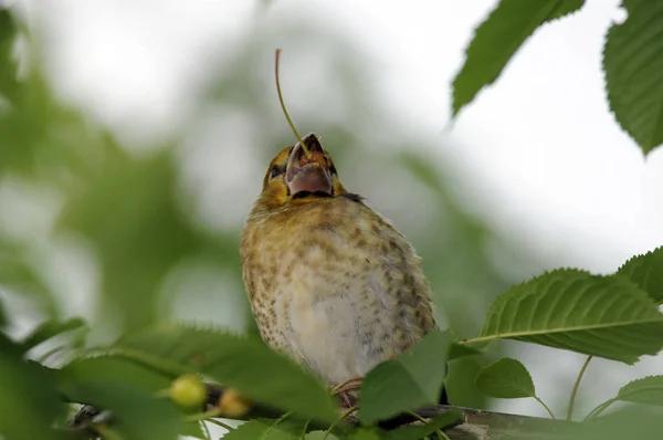 Upierzenie Ptaków Śpiewu Obserwowanie Ptaków — Zdjęcie stockowe