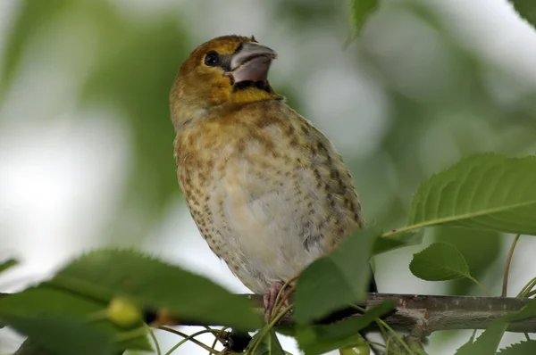 Pintoresco Pájaro Tema Disparo —  Fotos de Stock