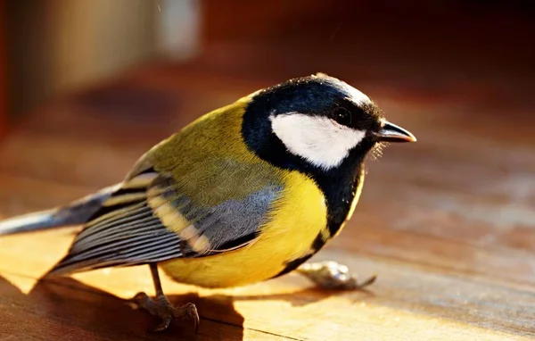 Tit Balcony — Stockfoto