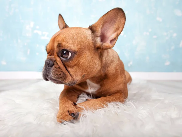 Γαλλικό Μπουλντόγκ Γενεαλογικό Σκυλί Κατοικίδιο Ζώο — Φωτογραφία Αρχείου