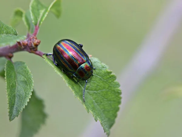 Regenbogenblattkäfer Chrysolina Cerealis Auf Schlehe — Stockfoto