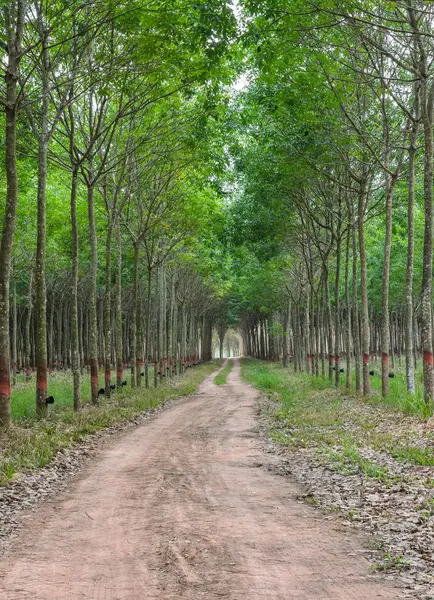 Rubber Tree Plantation Thailand — Stock Photo, Image