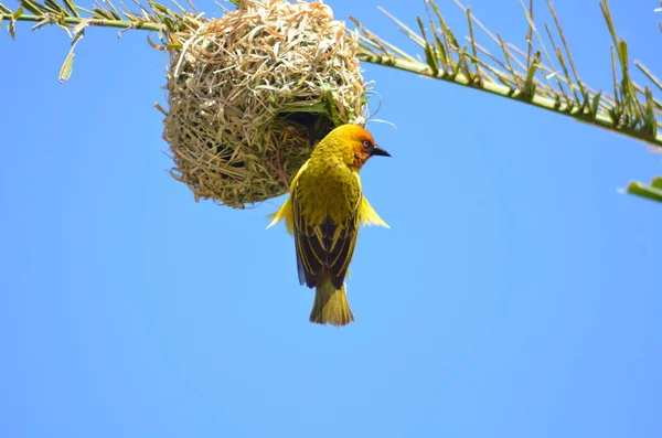 Ptak Tkacki Przyroda Fauna — Zdjęcie stockowe