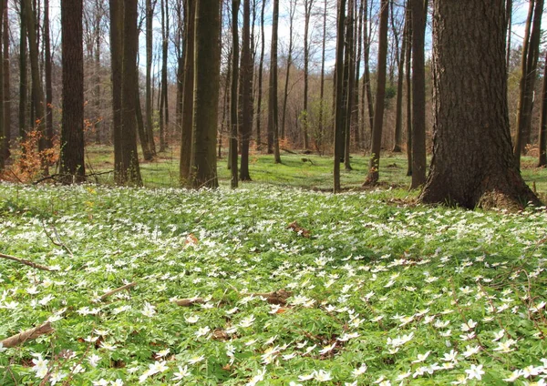 Floresta Primavera Com Flores Brancas — Fotografia de Stock