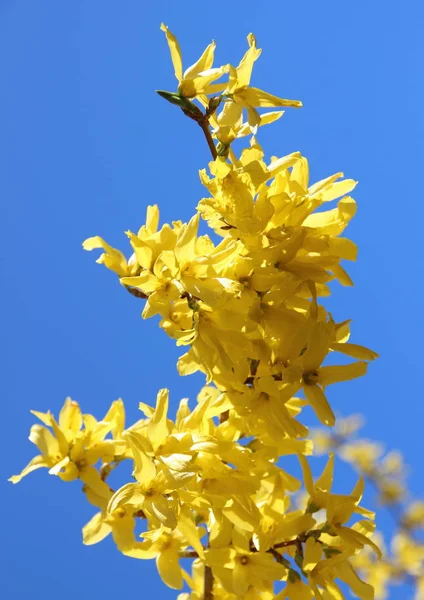 Ramo Amarelo Flor Vassoura Primavera Com Céu Azul — Fotografia de Stock