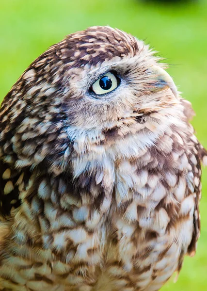 Close up portrait of little Owl against green background