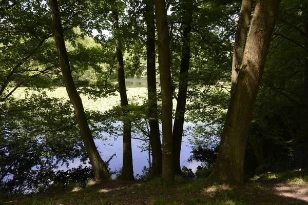 Kesselbruchweiher Frankfurt Λίμνη Λίμνη Λίμνη Λίμνη Δάσος Waldsee Φύση Τοπίο — Φωτογραφία Αρχείου