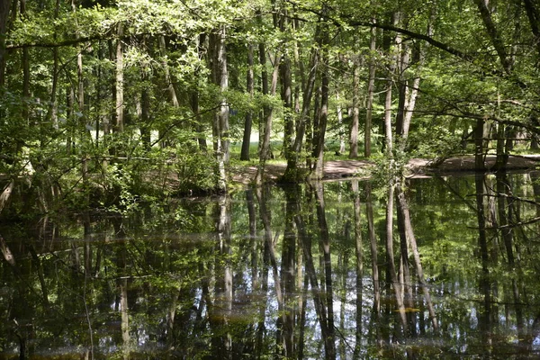 Kesselbruchweiher Frankfurt Jezero Rybník Rybník Les Waldsee Příroda Krajina Neu — Stock fotografie