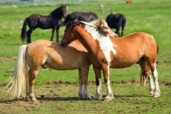 Atlar Gündüz Vakti Dışarıda — Stok fotoğraf