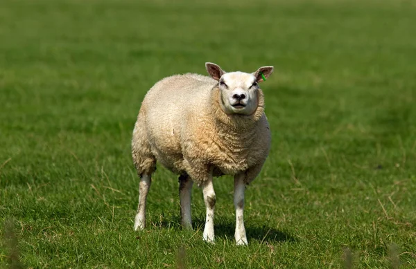 Als Landbouwhuisdier Gehouden Schapen Grasland — Stockfoto