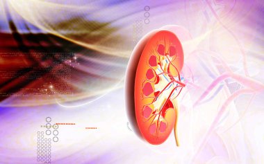 Digital illustration of  kidney in colour  background 	 clipart