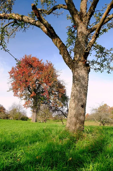 Birnbaum Herbstkleid — Stockfoto