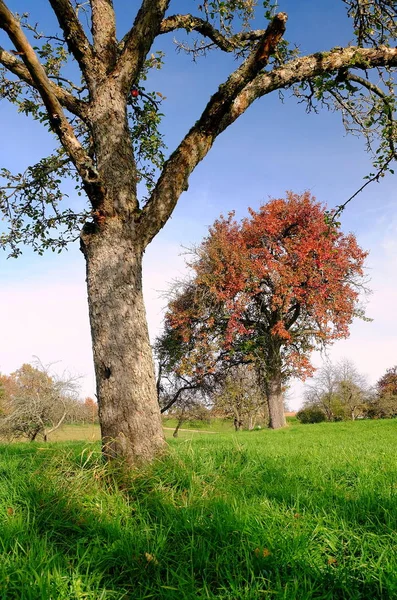 Obstgarten Mit Birne Und Apfelbaum Herbst — Stockfoto