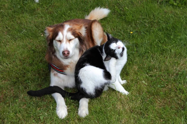 Husky Och Katt Kramas Tillsammans — Stockfoto