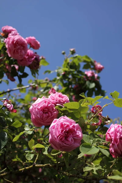 Rose Rose Louise Pétales Fleurs — Photo