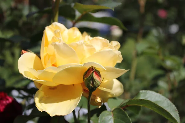 英語のバラの花びら 庭の植物 — ストック写真