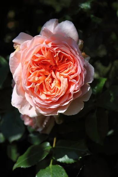 Angielska Róża Płatki Kwiatów — Zdjęcie stockowe