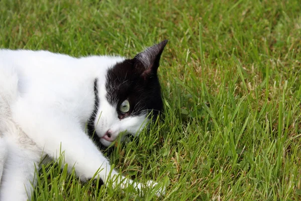 Černá Bílá Kočka Hraje Pastvinách — Stock fotografie