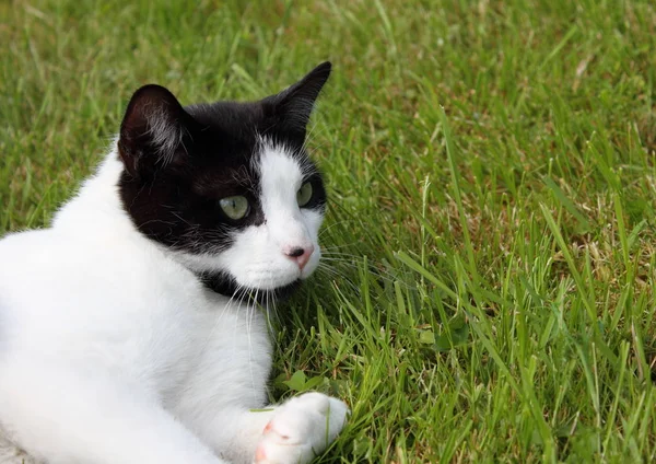 Svart Och Vit Katt Leker Ängen — Stockfoto