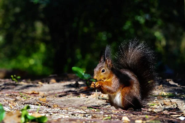 Adorable Ardilla Animal Roedor — Foto de Stock