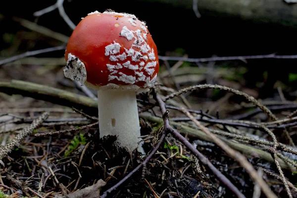 Toadstool Rouge Dans Forêt Novembre — Photo