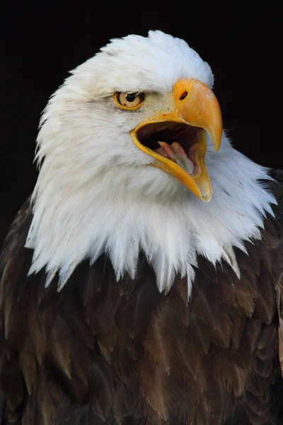 Scenic View Majestic Bald Eagle Wild Nature — Stock Photo, Image