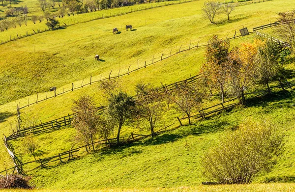 Paesaggio Campagna Villaggio Rumeno Cibo Dei Monti Piatra Craiului — Foto Stock