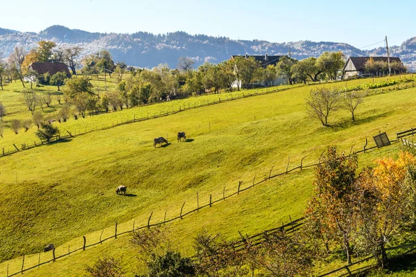 Paesaggio Campagna Villaggio Rumeno Cibo Dei Monti Piatra Craiului — Foto Stock