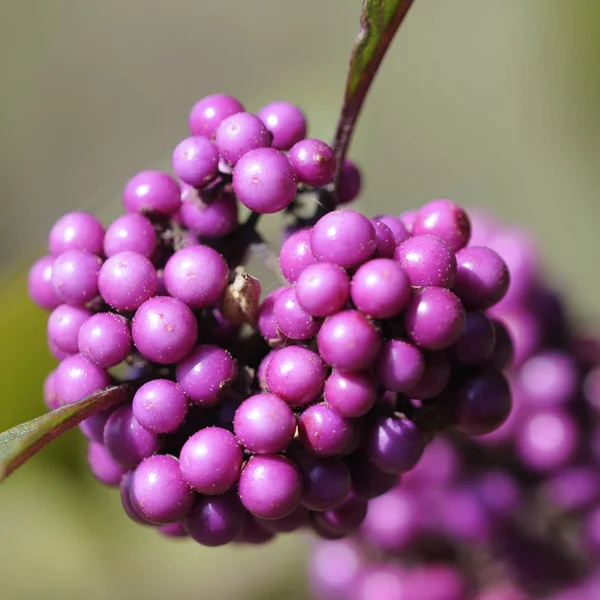 Ett Gäng Färska Gröna Vinblad — Stockfoto