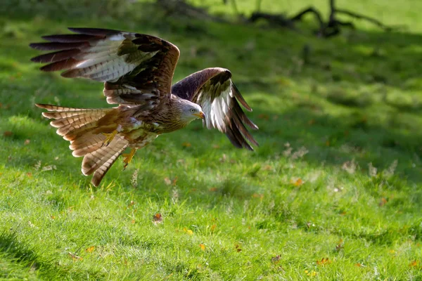 Red Kite Κατά Την Πτήση — Φωτογραφία Αρχείου