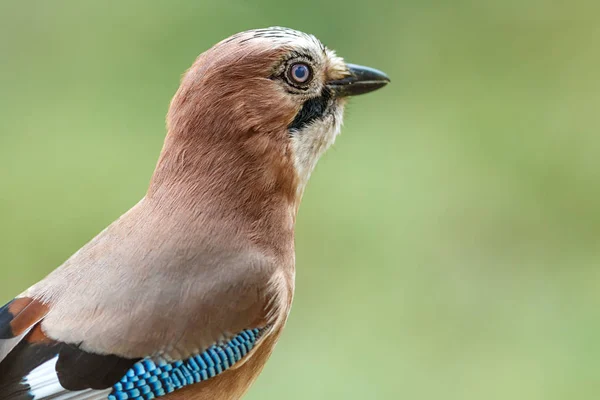 Güzel Jay Kuşunun Manzarası — Stok fotoğraf