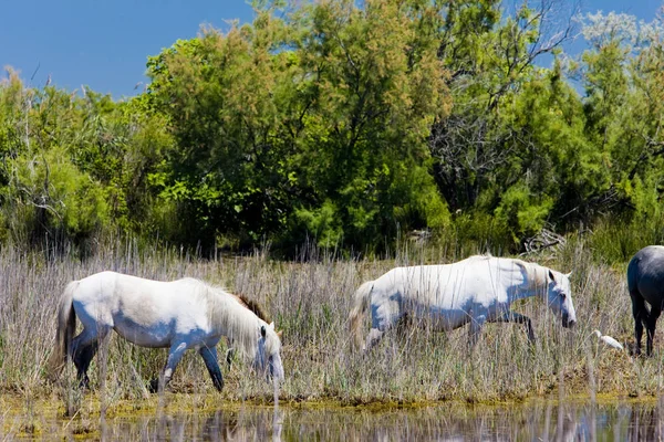 Camargue Pferde Parc Regional Camargue Provence Frankreich — Stockfoto