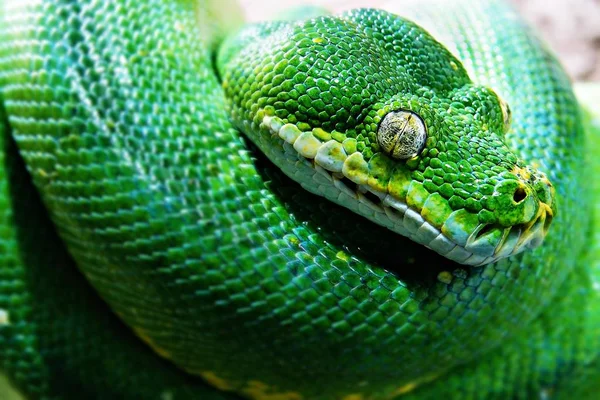 Vista Majestuosa Serpiente Pitón Salvaje — Foto de Stock