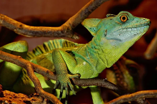 Lagarto Iguana Reptil —  Fotos de Stock