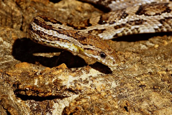 Cobra Animal Réptil Carnívoro — Fotografia de Stock