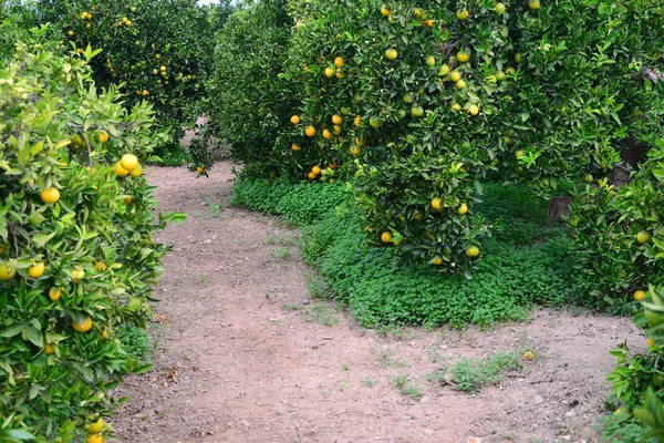 Апельсины Дереве Испания — стоковое фото