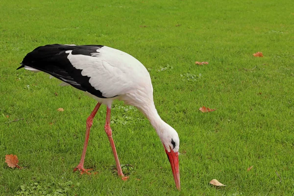 Vue Panoramique Cigogne Blanche Nature Sauvage — Photo