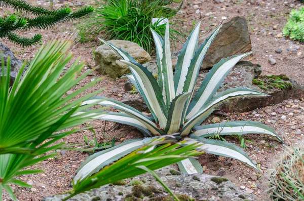 Cactus Plant Tropical Flora — Stock Photo, Image