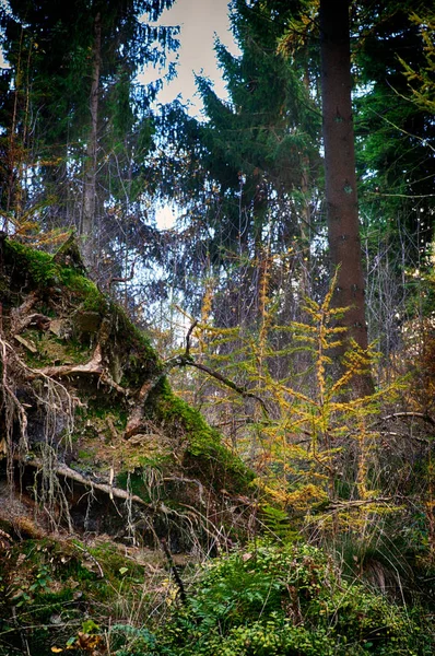 Impressions Automne Dans Forêt — Photo