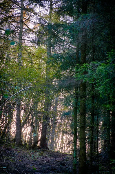 Höstintryck Skogen — Stockfoto