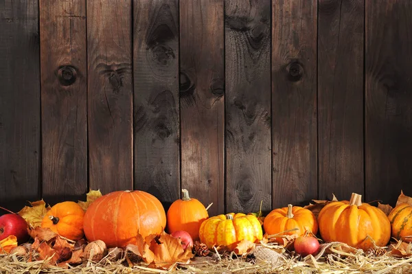 Thanksgiving Many Pumpkins Straw Front Old Weathered Wooden Wall Copy — Stockfoto